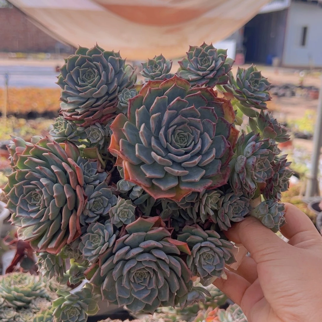 原始海滨格瑞带盆土，轻微掉头不售后