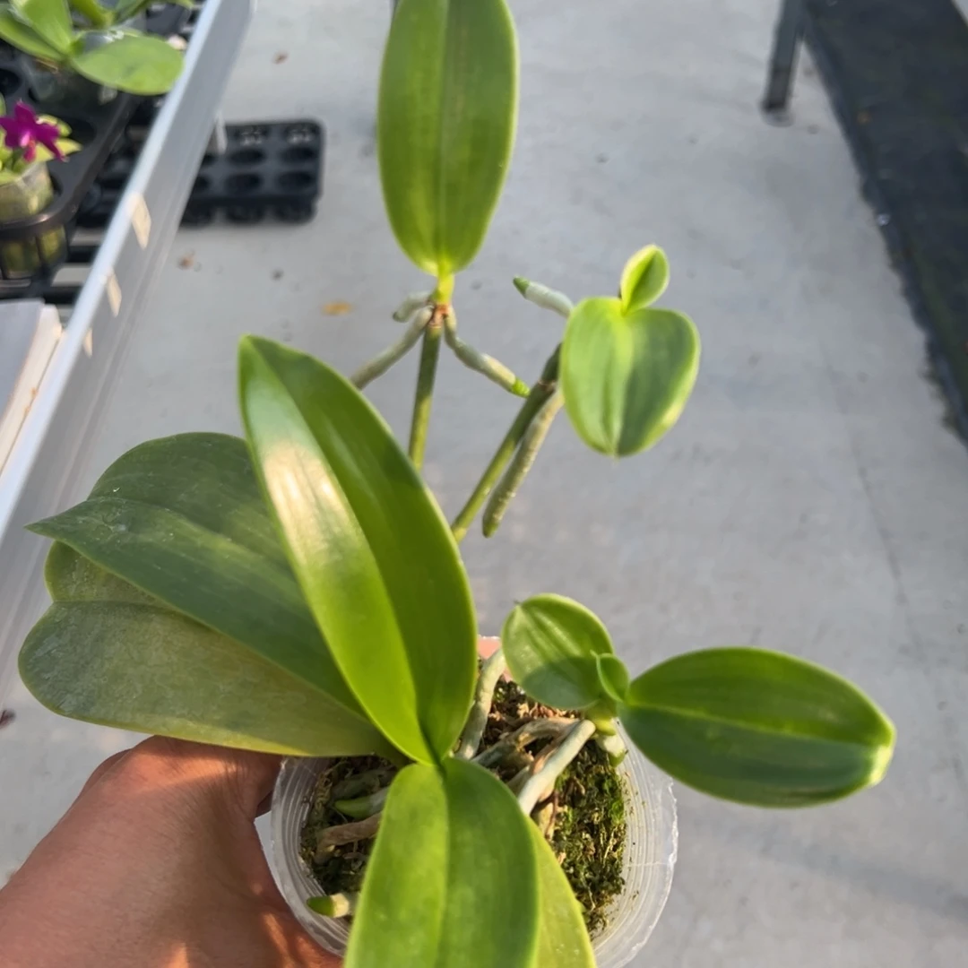 当前无花栽培后可以开花2.5寸杯多梗x粗斑红路德