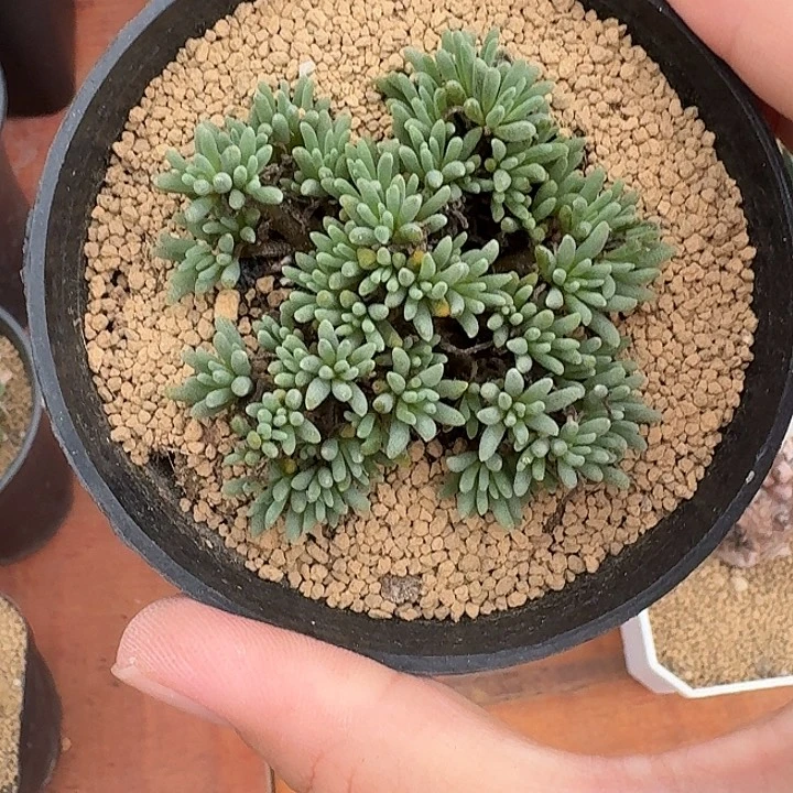 叮****晶珊瑚仙人球12345