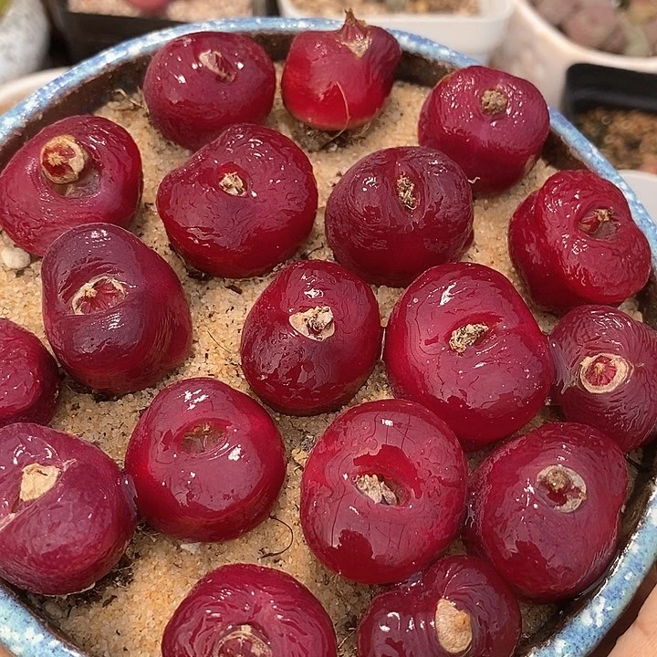 韩版蟠桃一颗    买3送1