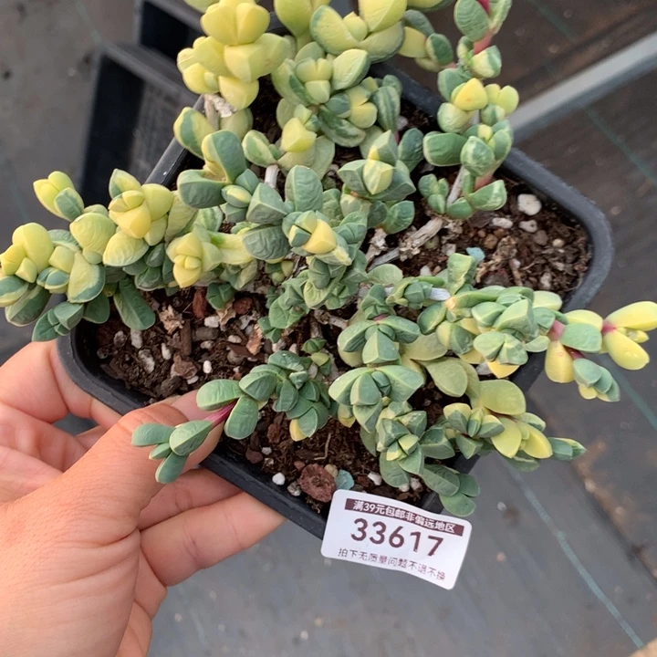 无花朵鹿角海棠锦多肉植物