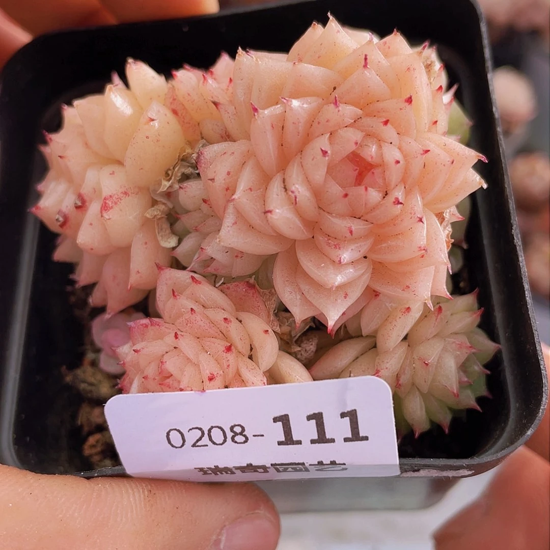 00000000000000111量拍