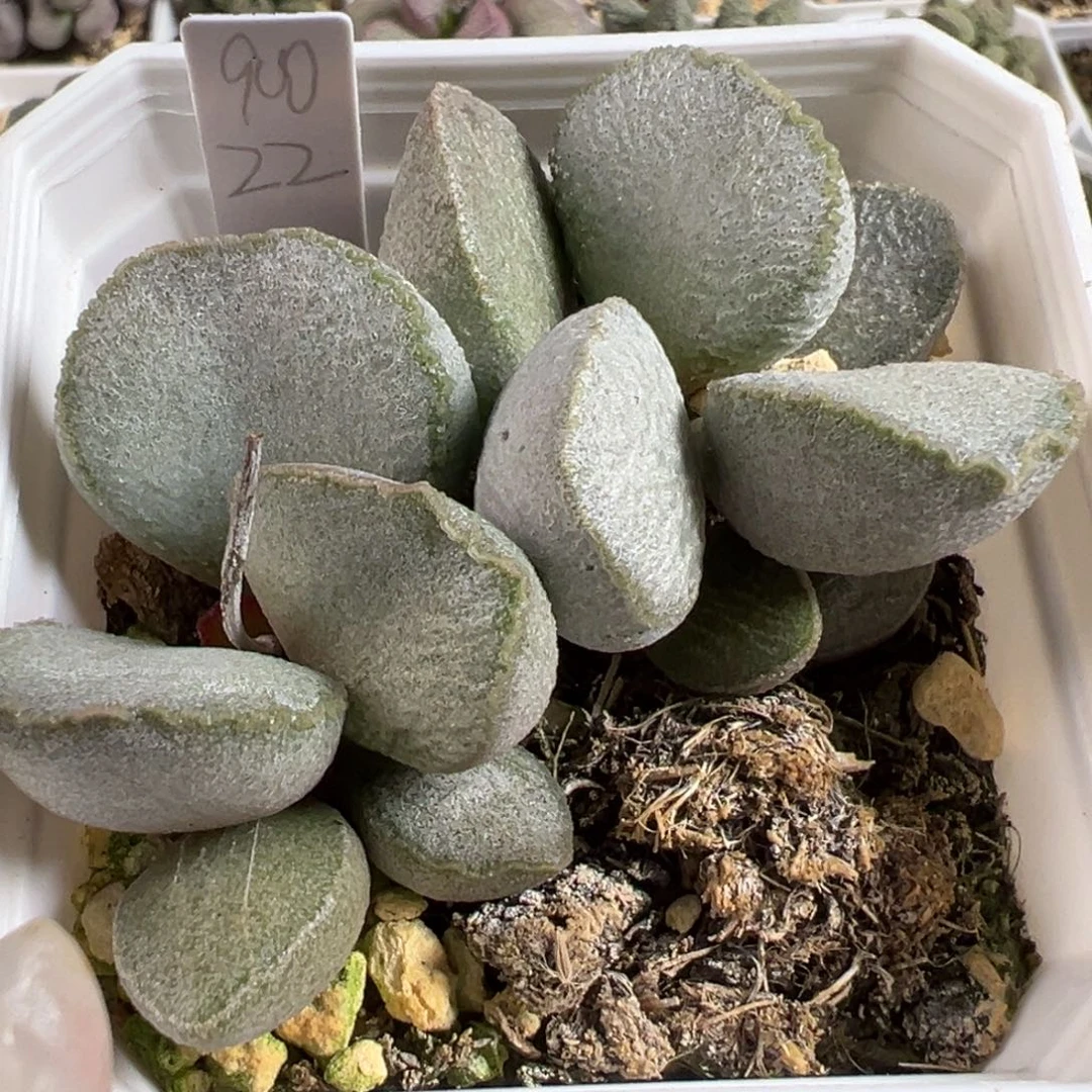 900号多肉植物水泡多肉植物水泡