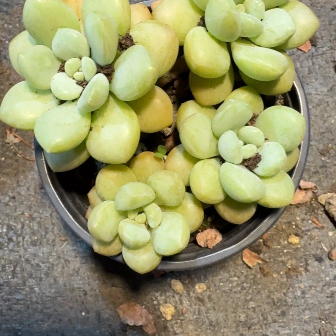 江**年泡泡糖啊啊啊啊啊