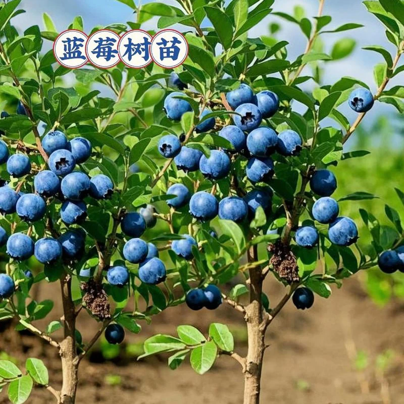 蓝莓树果苗室内外种植阳台绿植果树苗蓝莓苗盆栽当年结果南北方