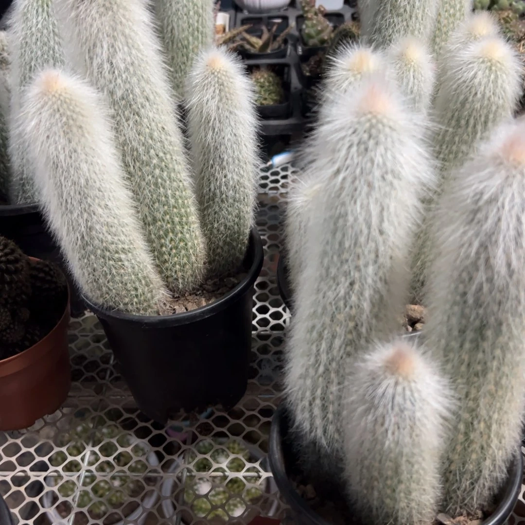 吹雪柱群生随机一颗