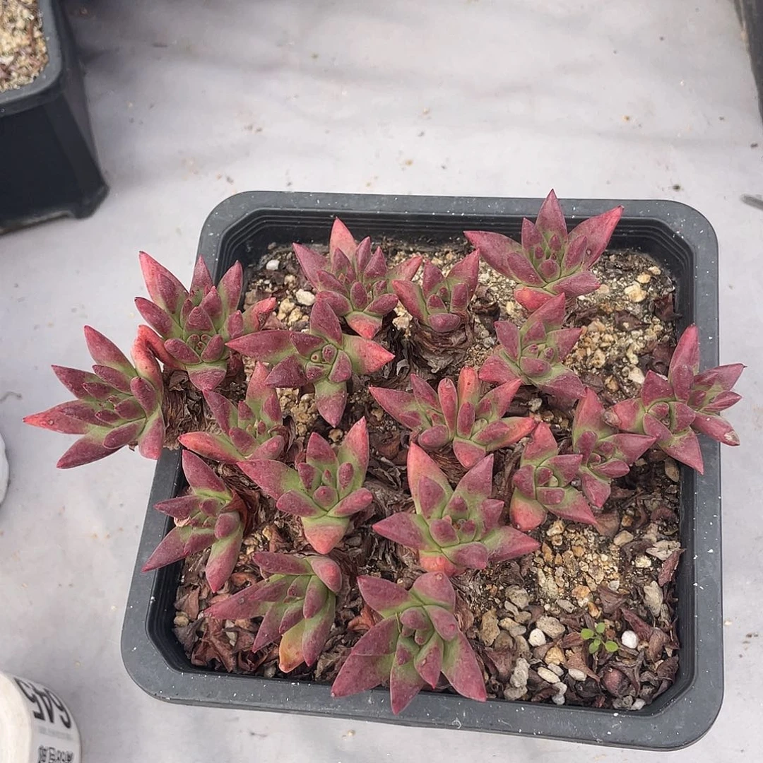 韩货绿菊仙女杯仙女杯