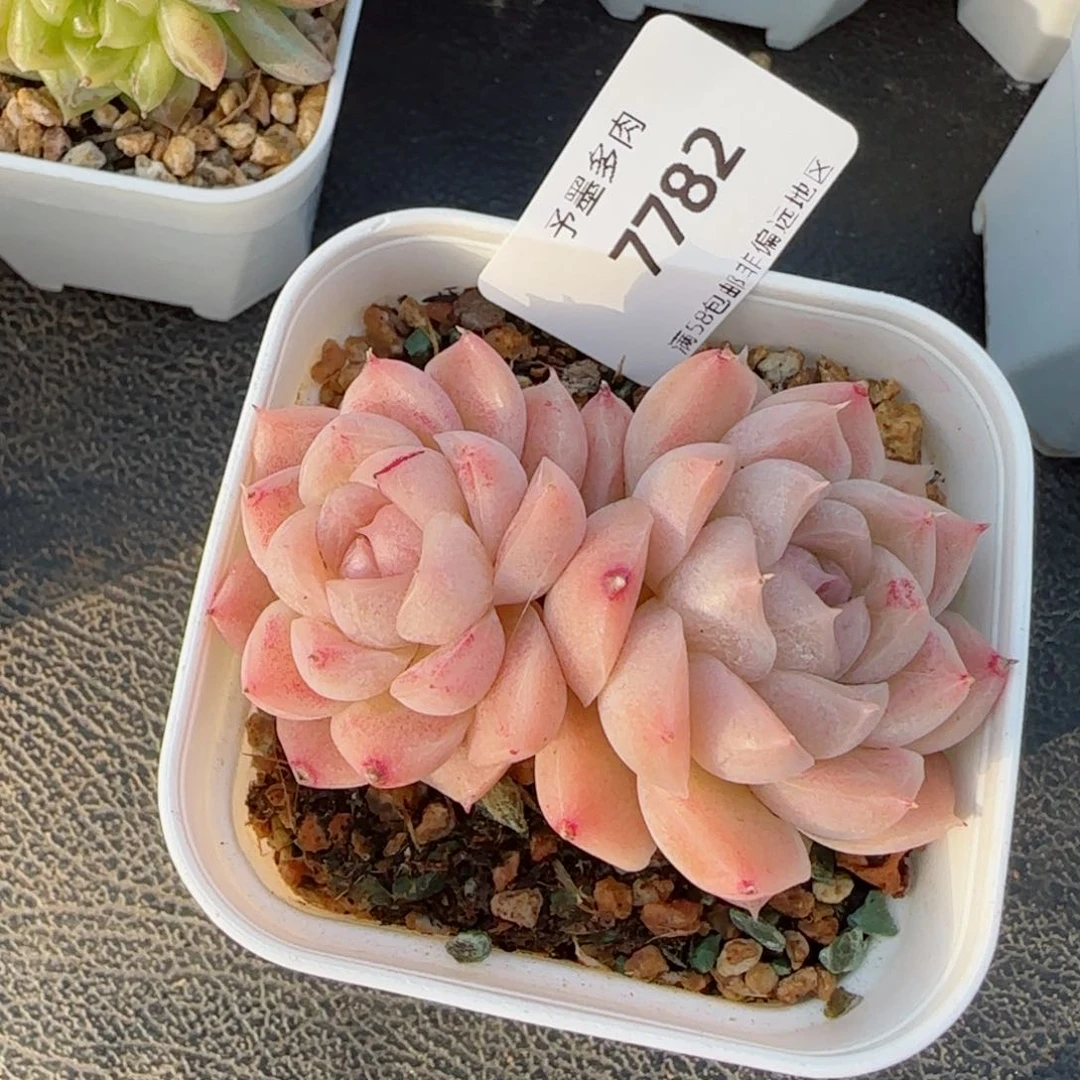 麦秆，7782带盆发不包整