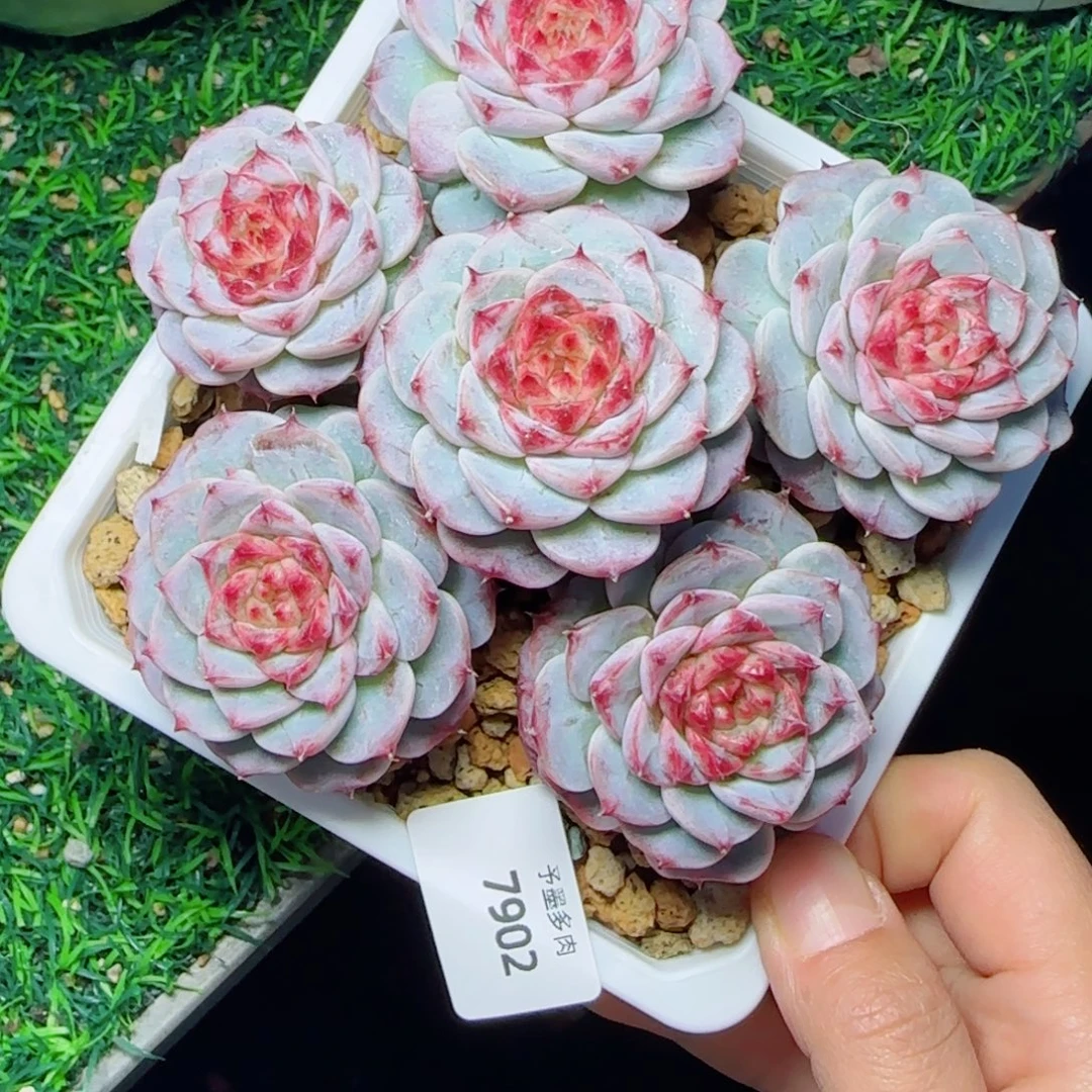 天鹅绒手捧，7902多肉植物