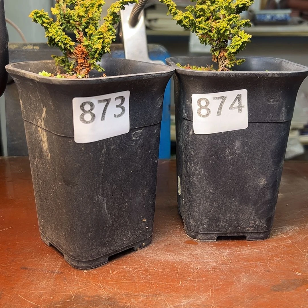 无花朵健健康康快快乐乐