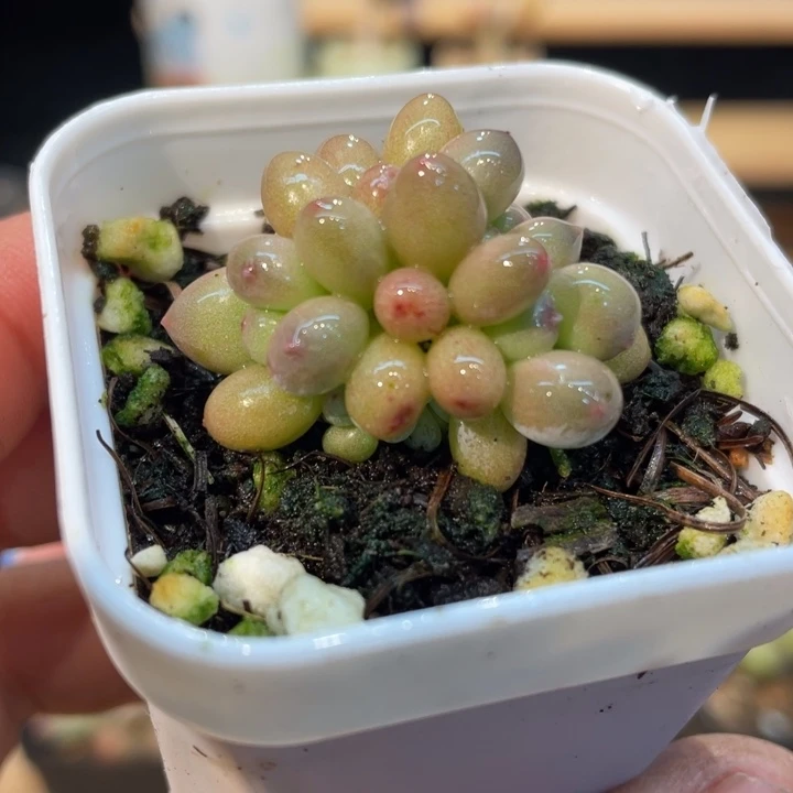 杂交精控带盆624号的多肉啊啊