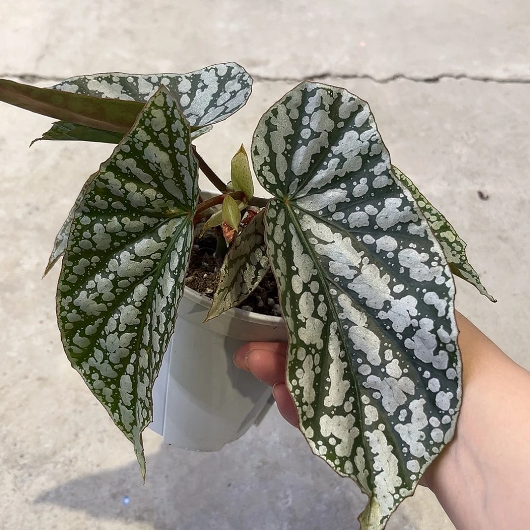 完全开放羽鹤竹节秋海棠