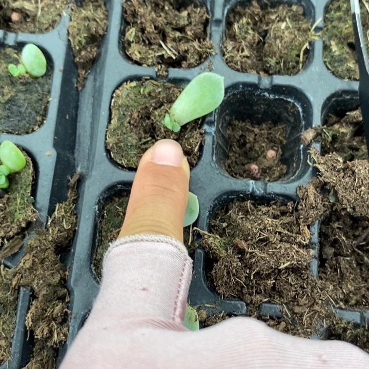 ?*欲如意芽苗一个多肉