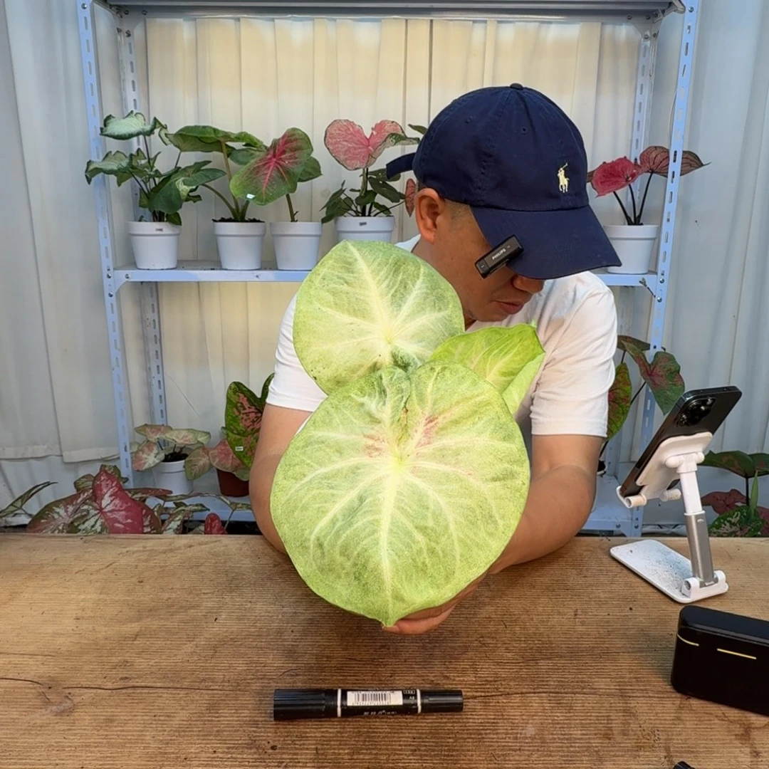 无花朵绿包菜   0849