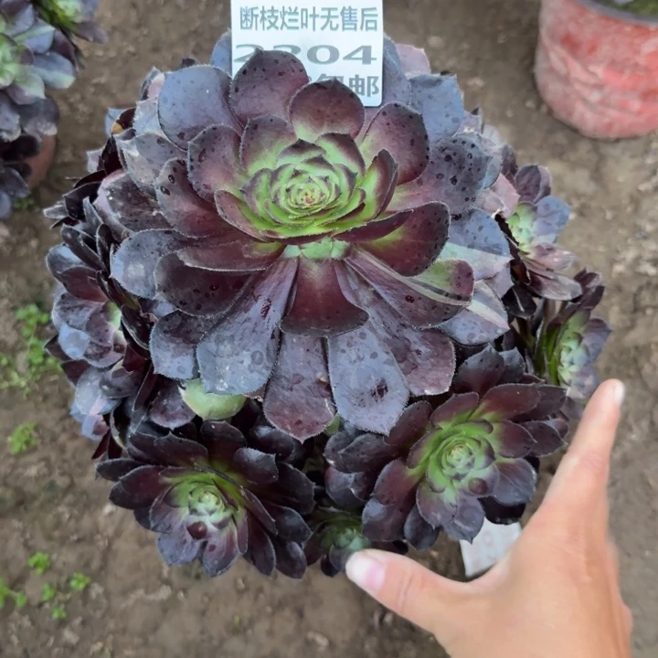 2204二号棚花花公子A