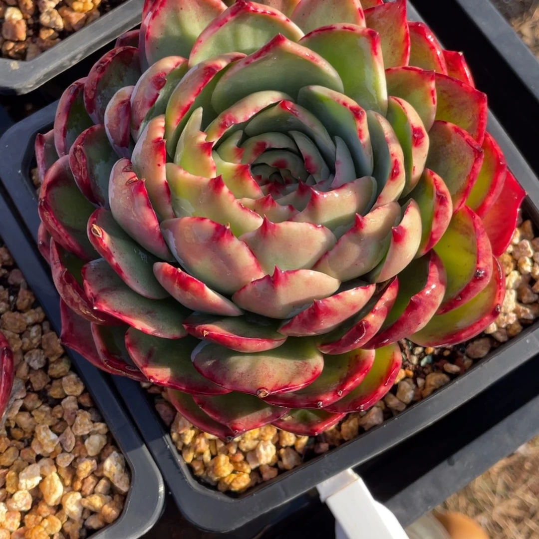 惊鸿仙子冠服17左右