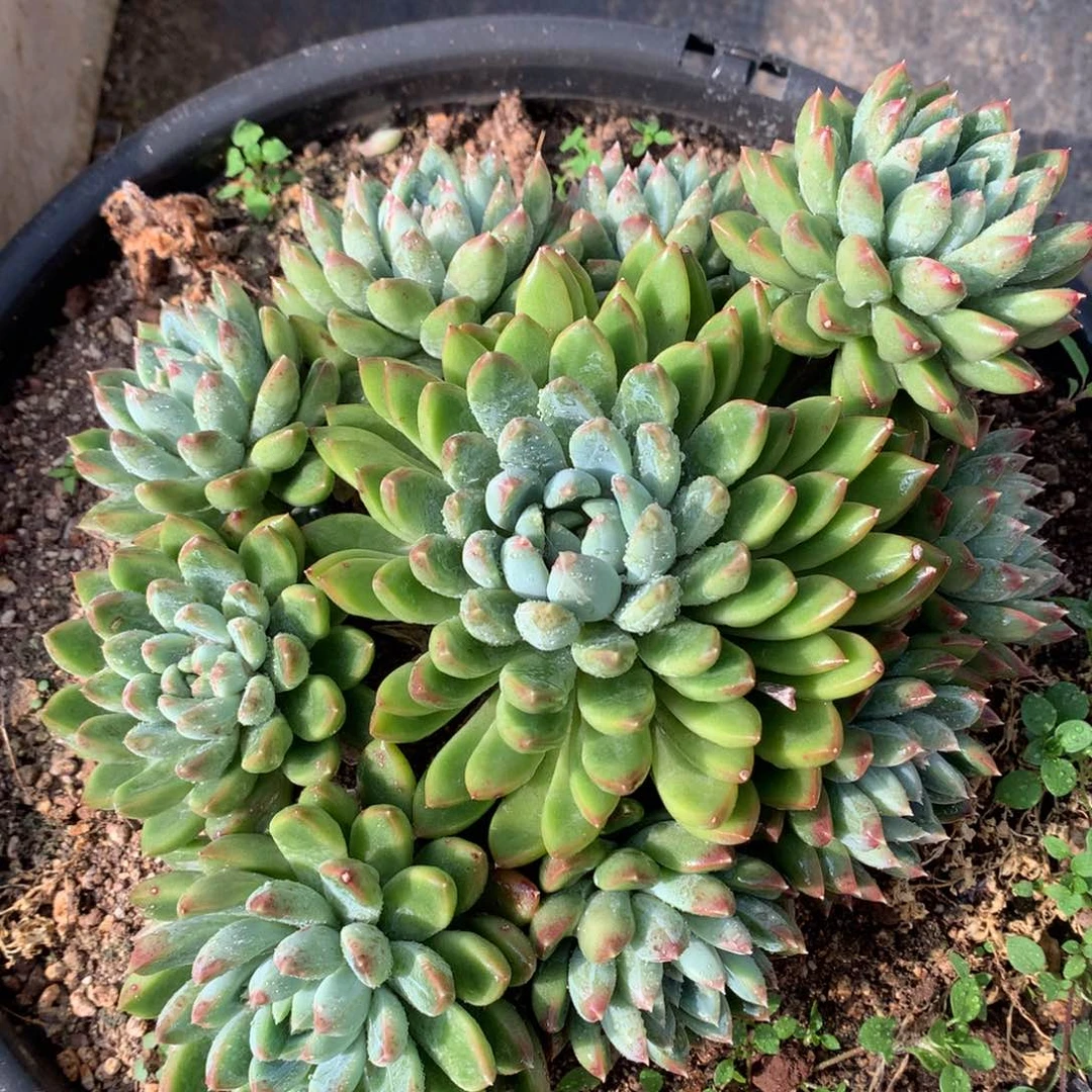 星际迷航一物一拍