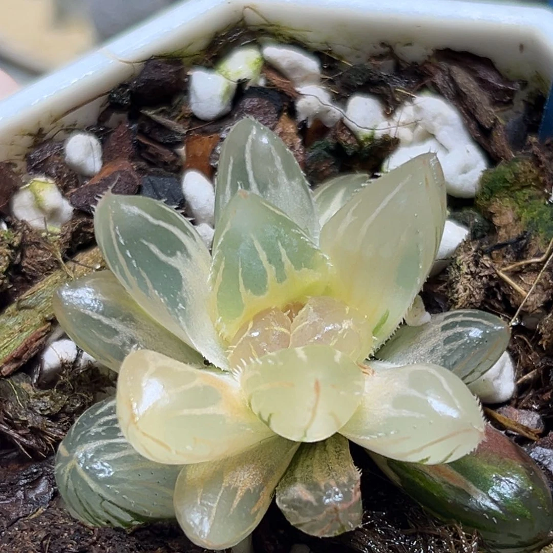 恭喜发财大吉大利614