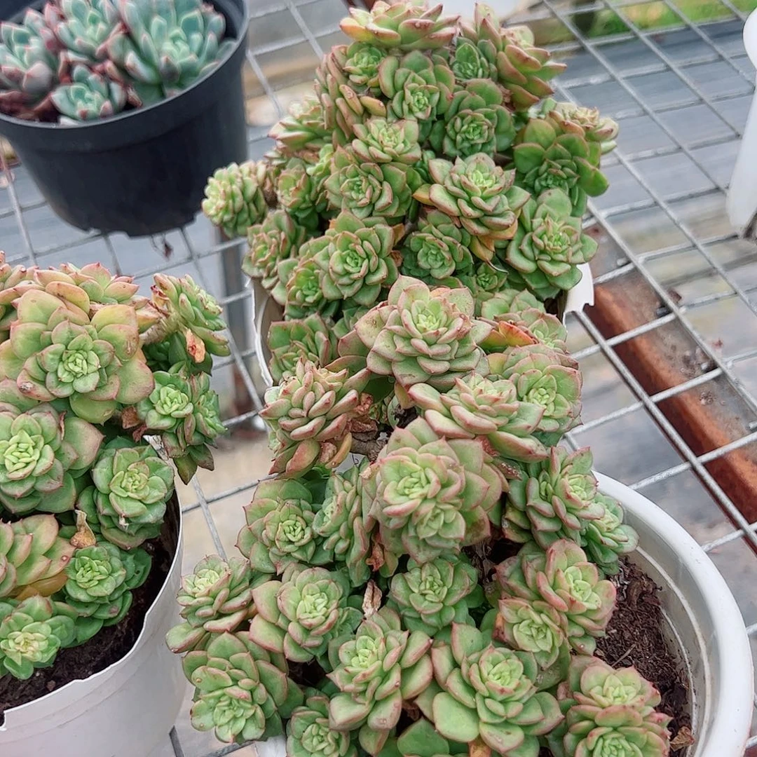 黄金蜡牡丹多头群生老桩
