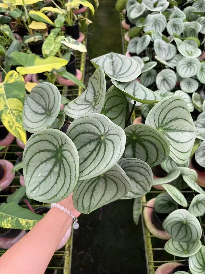 麒麟瓜网红热植易植好优选