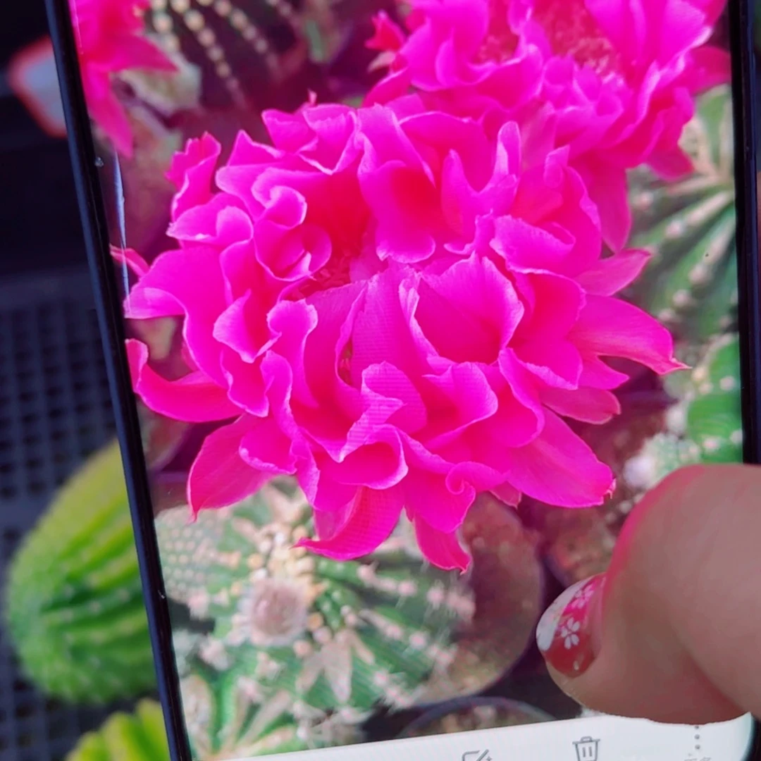 下59彩草嫣然锦歪无根侧芽4公分左右20包邮