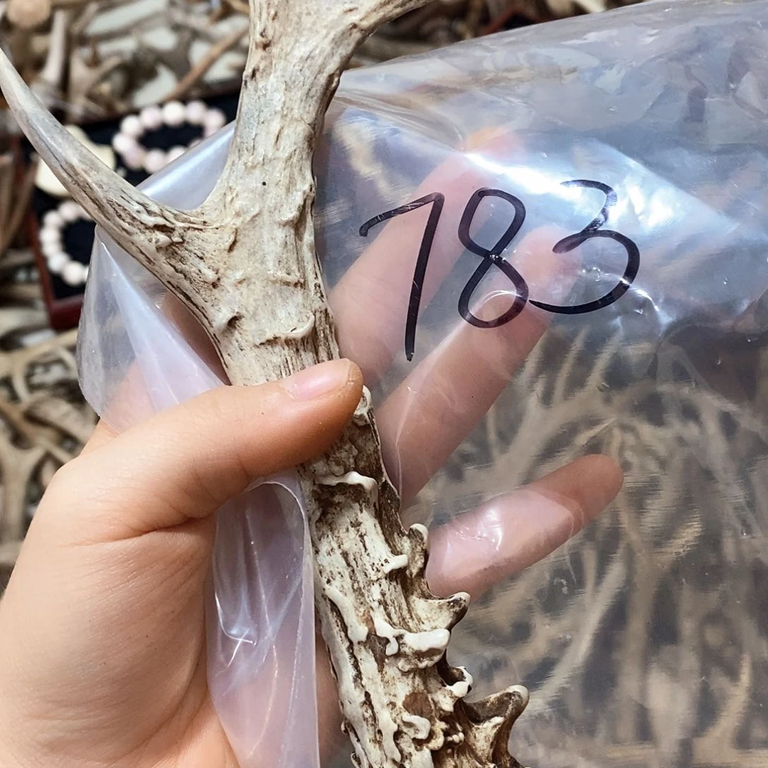 鹿角鹿角是鹿角鹿的