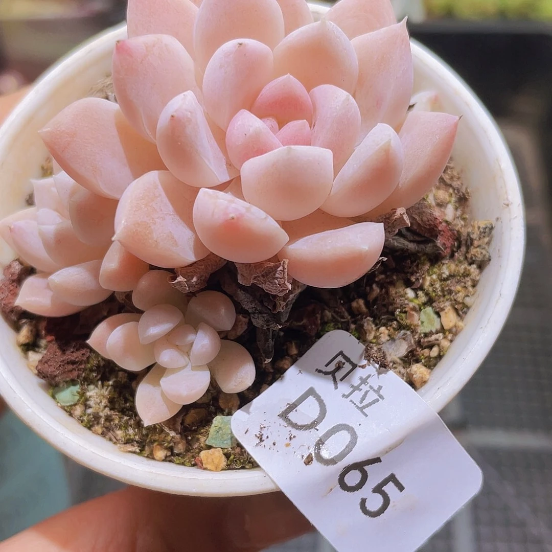 d65 精品多肉一物一拍