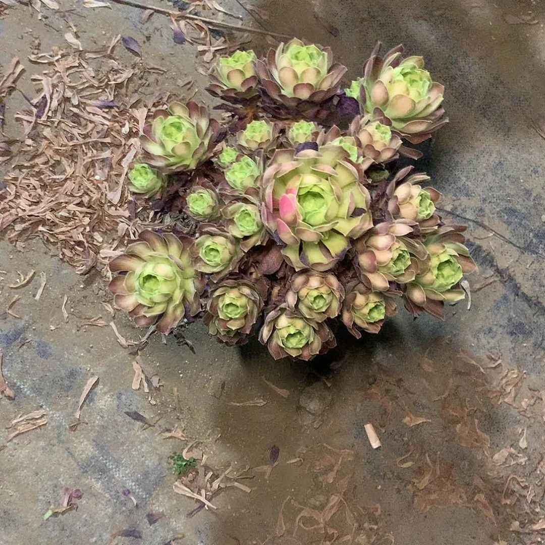 多肉多肉多肉多肉韶华43