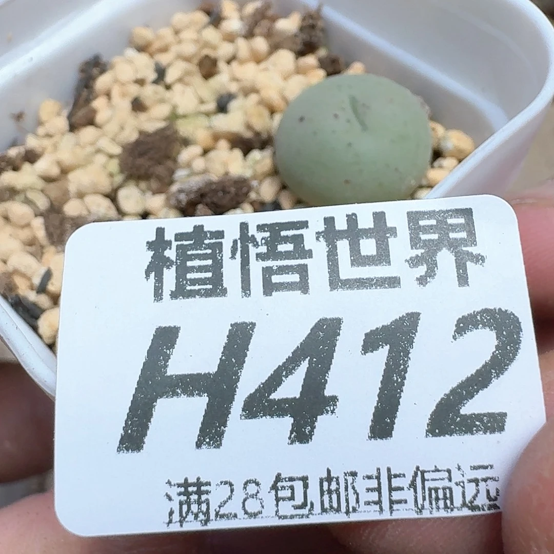 多肉植物的润泽地方
