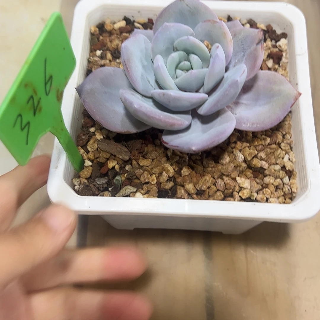 奶茶老桩多肉植物