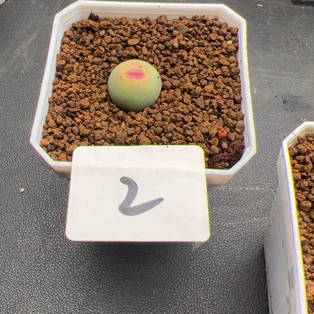 铛****猫6.4嘴多肉植物2