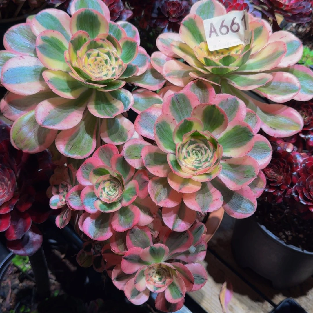 X***n661多肉植物法师寄养