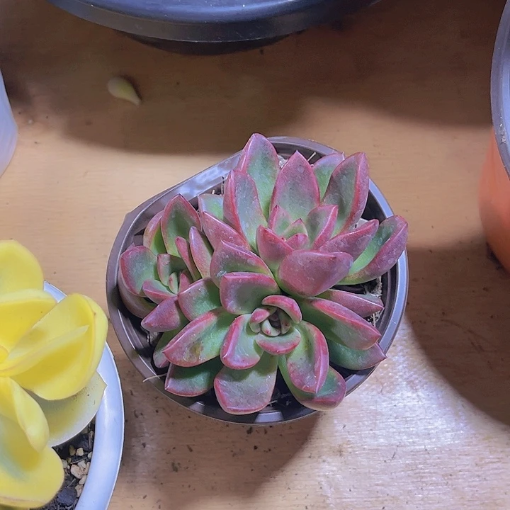 如*0000000000000060