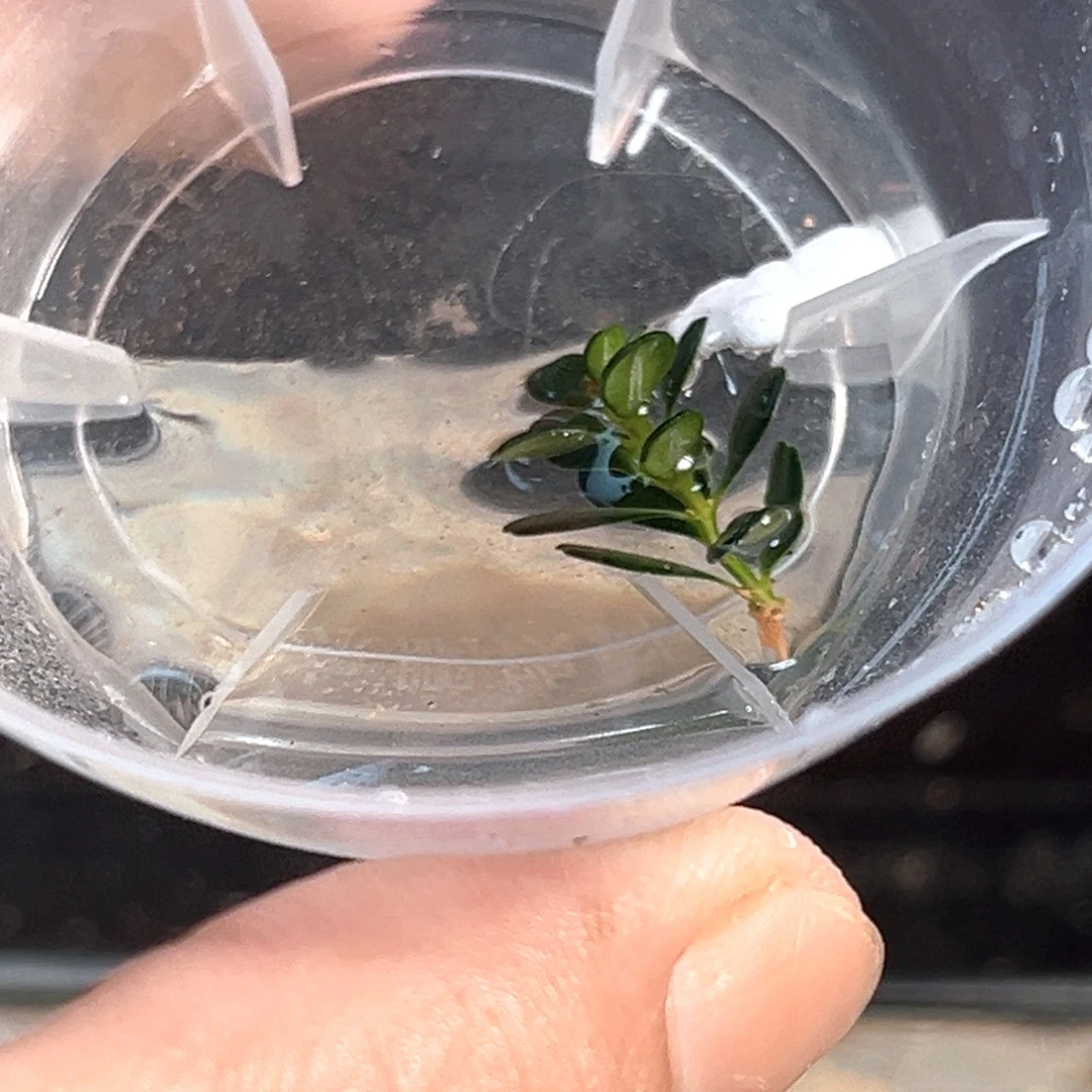无花朵凤米黄杨一物一拍