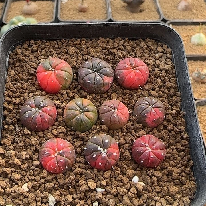 兜锦一组包邮…………