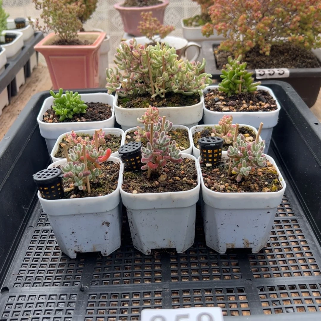 枝干番杏多肉植物259