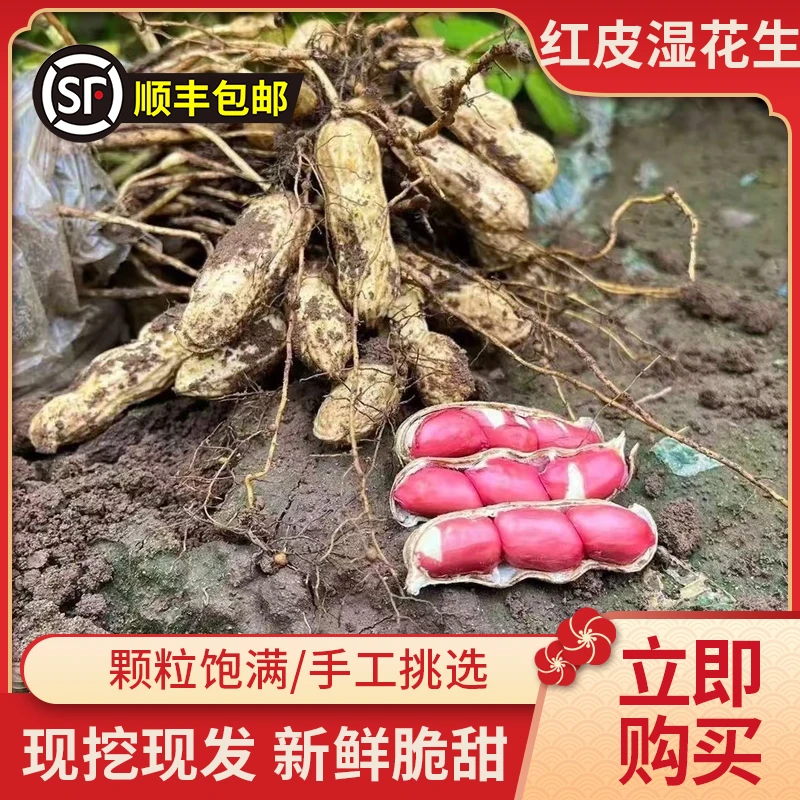 现挖新鲜红皮花生带泥湿花生农家自种多粒红带壳生花生红衣鲜花生