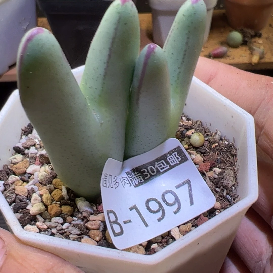 多肉植物11111111111