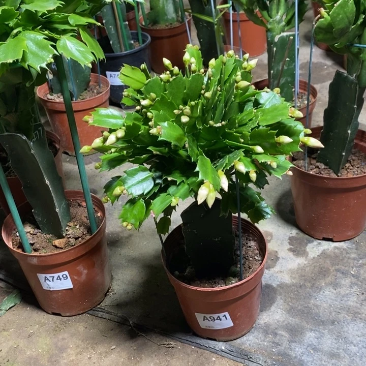 当前无花栽培后可以开花乐****_941橙色