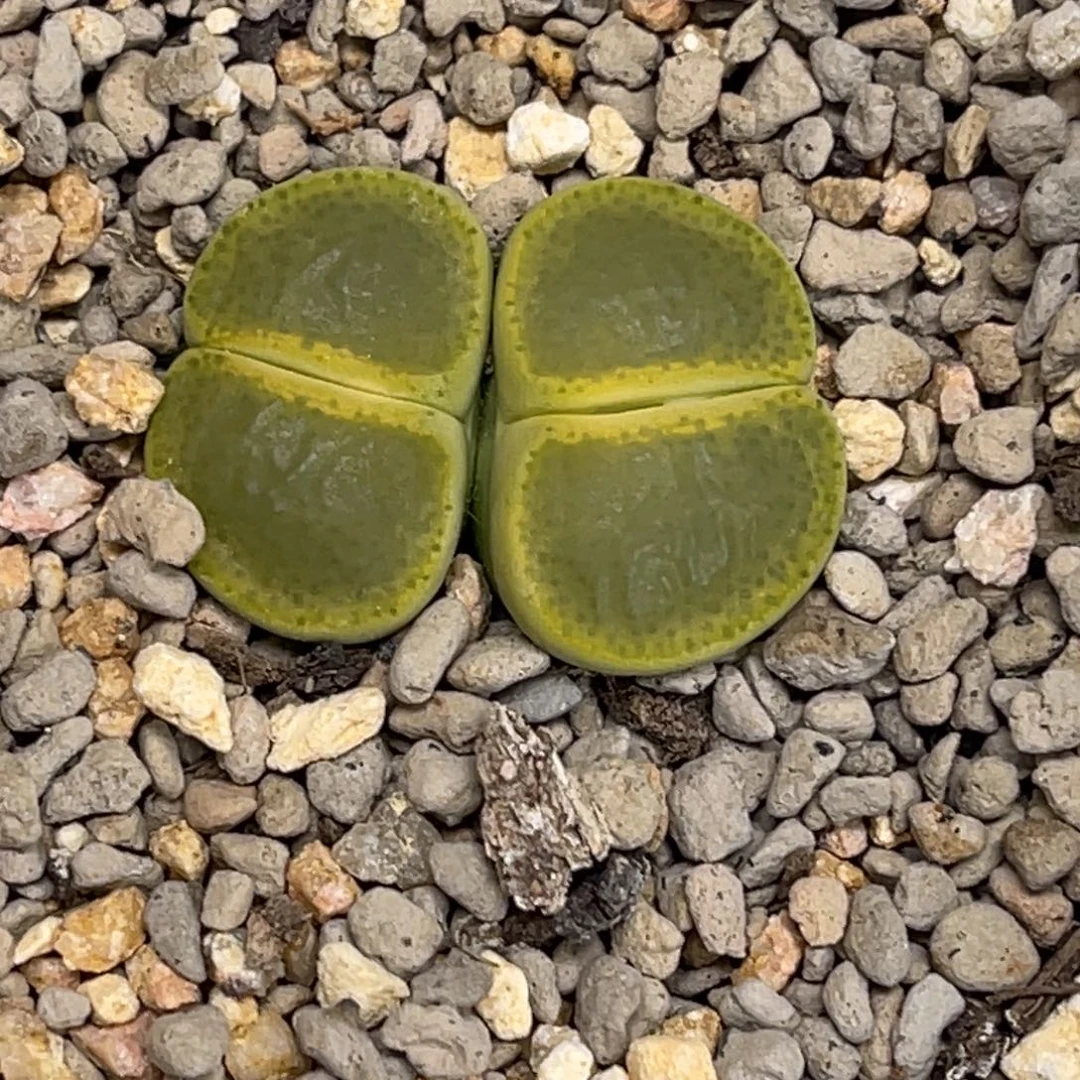 5817双头绿帽子1母本单卡1.8