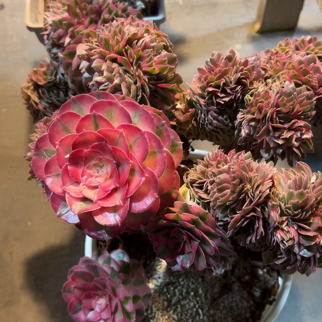 倾城缀化老桩厚板