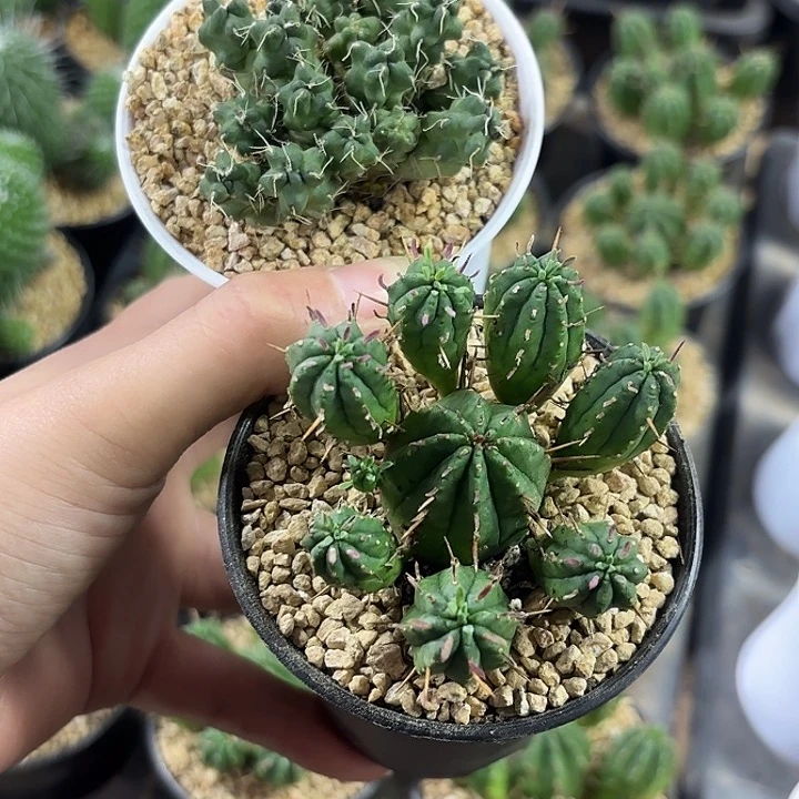 火麒麟➕团扇组合下播浮力