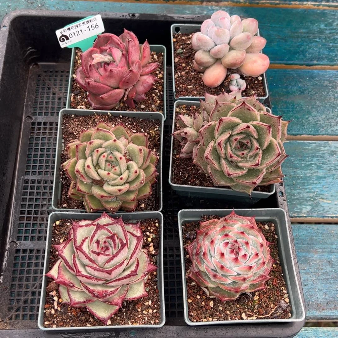 从前慢多肉精选编号0121.156