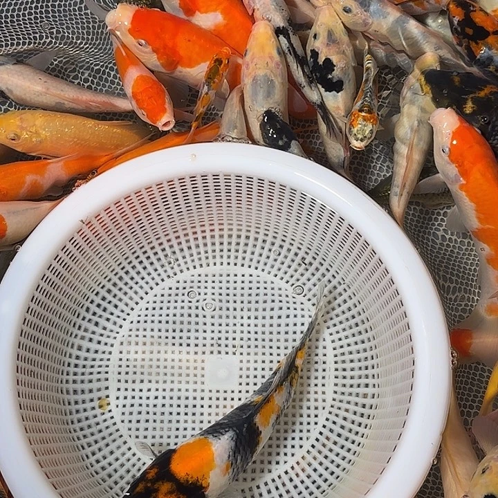 吃***吧海水锦鲤的故事是