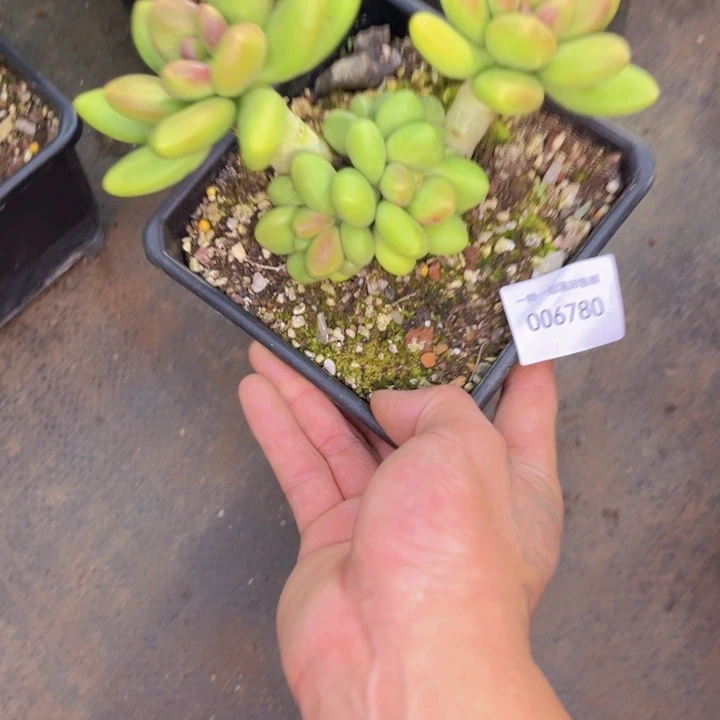 圆***滚多肉一物一拍6780