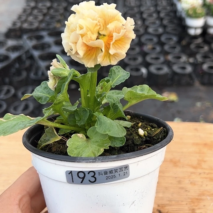 红陶抖音直播闪拍193