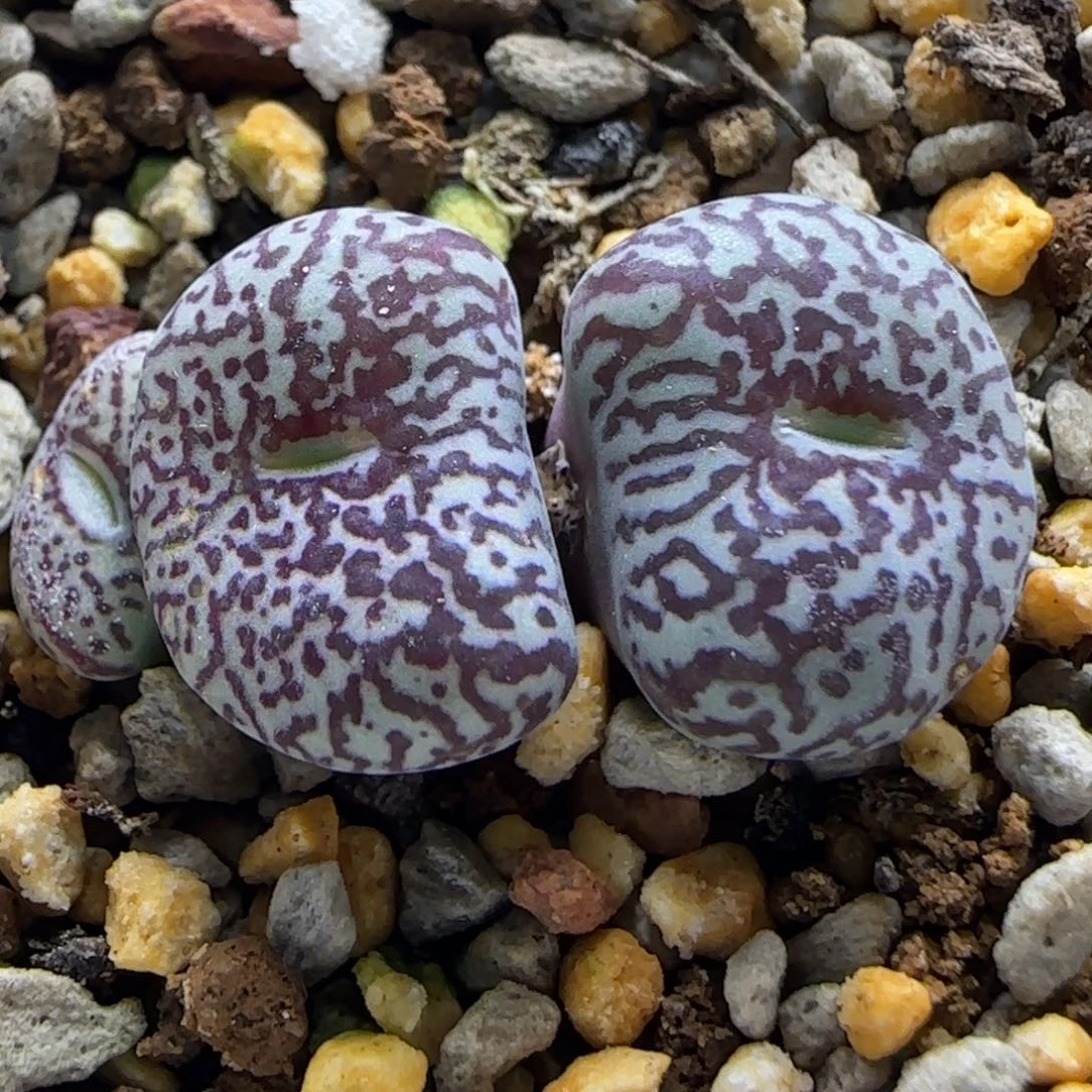 11-7-6-2当天满38包邮日系大型粗纹流水墨脱土