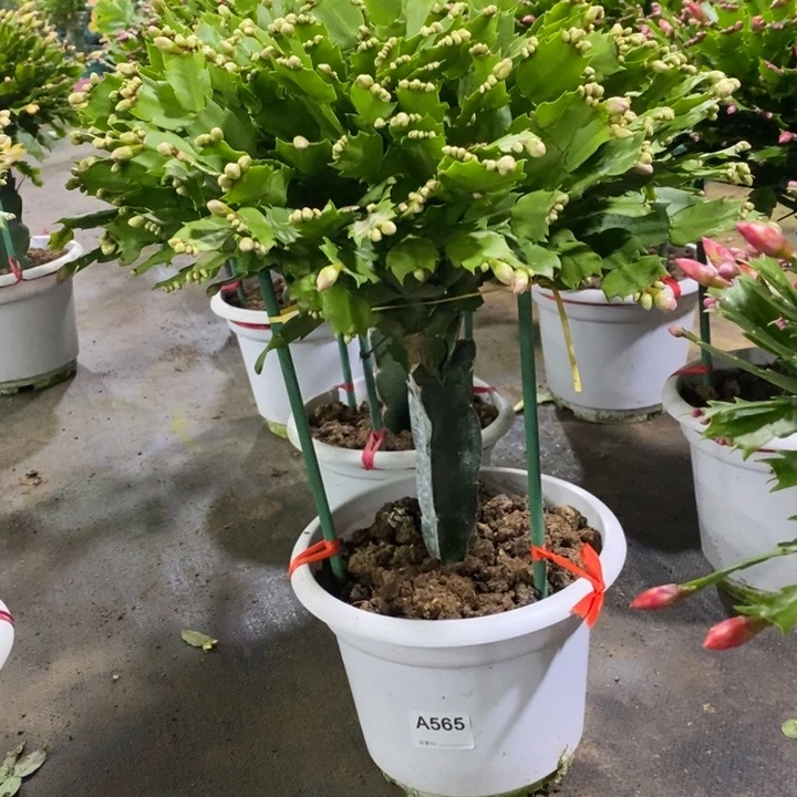 当前无花栽培后可以开花565嫁接海浪
