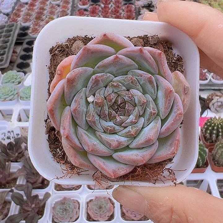 粉冰魄19包邮多肉植物