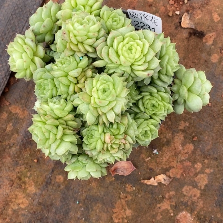 用***2精品多肉植物2231